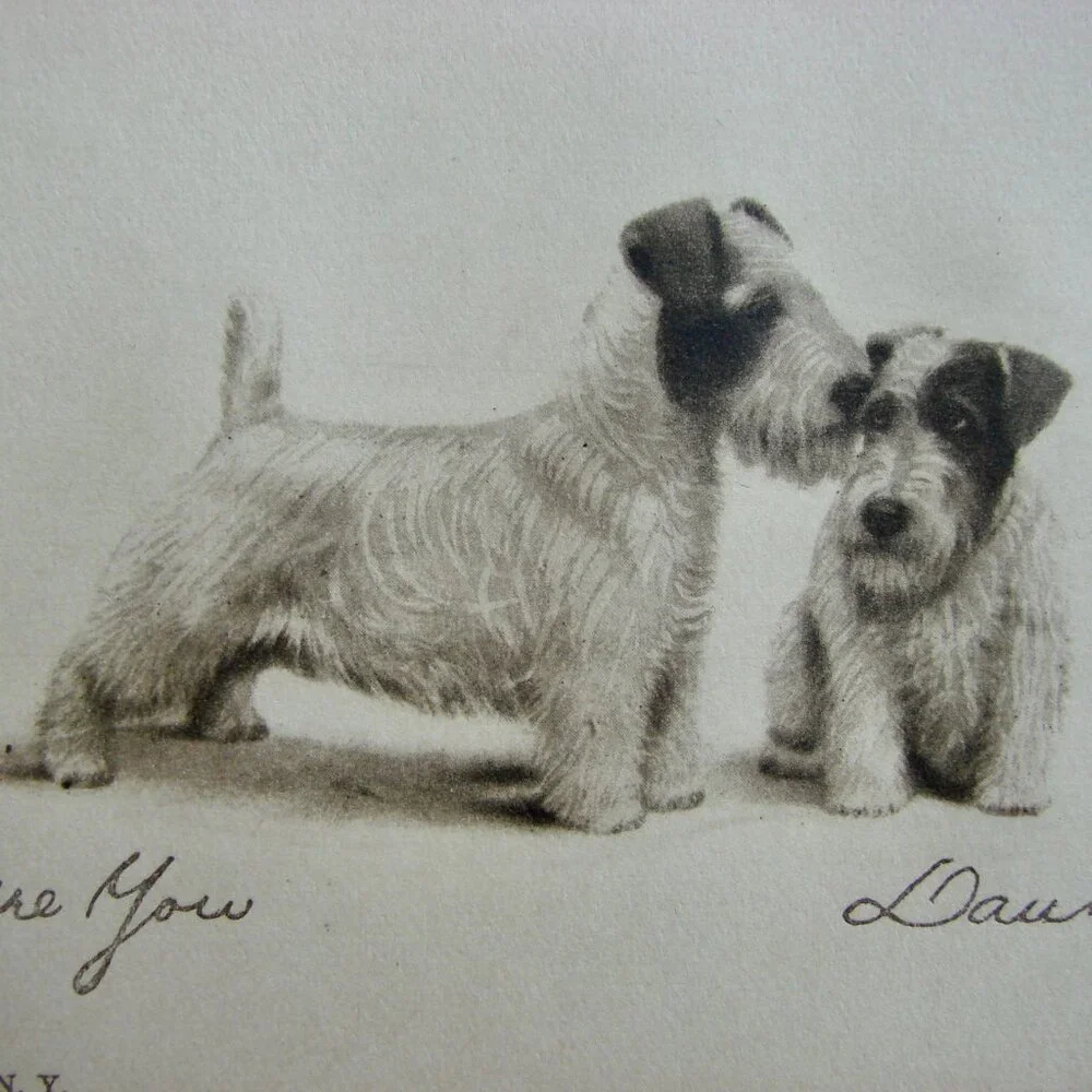 Vintage Antique Dog Art Etching Prints Terriers Chow Samoyed New York 5" x 4" - Picture 9 of 11
